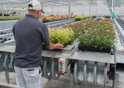 Convey6 - Greenhouse Conveyors - Cherry Creek Systems - Greenhouse Automation Products